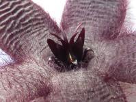 Thumbnail of 9999_ Stapelia spec._20121013_04.jpg